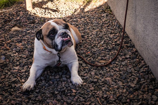 A Complete Guide to Affordable and Quality Pet Care Essentials